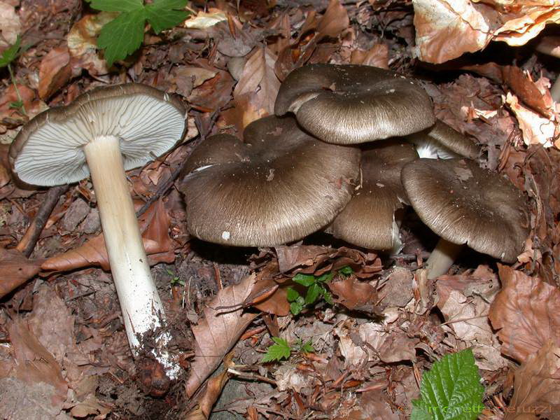 Megacollybia platyphylla